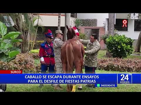 Surco: caballo tira a jinete y escapa de ensayos para el desfile de Fiestas Patrias