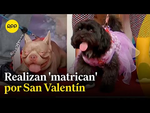 Chorrillos: Realizan 'matrican' entre una Shih Tzu y un Bulldog
