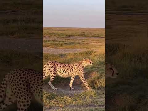तेंदुआ अकेला जंगल में घूम रहा है, forest Jungle lepord in a today king