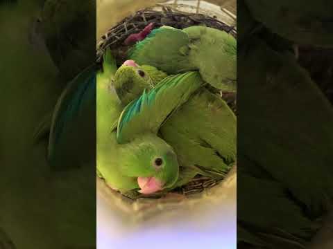 Wild parrot chicks babble like human infants