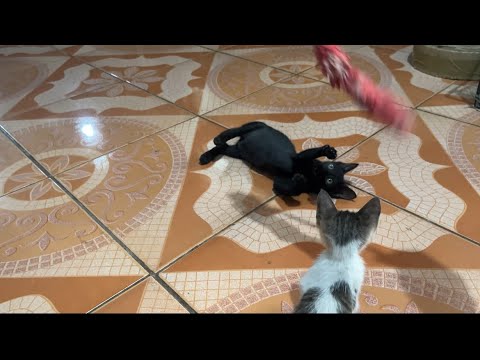 A Kittens Daily Mischief: Mochi Can’t Stop Teasing Choco! 😂