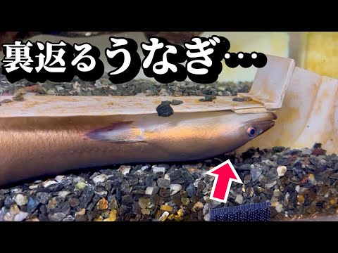 ウナギに釣りエサを食べさせると…【土用の丑の日】