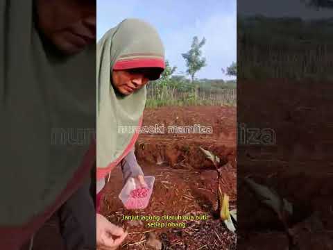 cara menanam jagung di tegalan #shorts #budidayatanaman #pertanian #gardening #jagung #farmer #viral