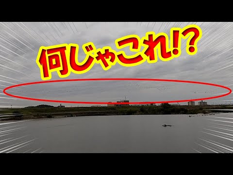 【衝撃映像！】ヤバい！オイカワ食われる!?大ピンチ！夕方カワウの大群が大和川から石川方面へ飛んでいく！そら小鮒が食われて数減るわ・・・柏原市・オイカワ釣り・バス釣り・小物釣り