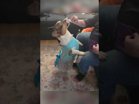 thats a wrap on Nori's birthday! #corgi #pets #shorts #cute #dog #puppy #doggielife