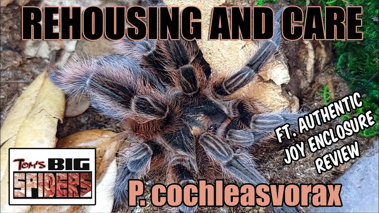 Tom's Big Spiders Tarantulas and Inverts Brachypelma klaasi