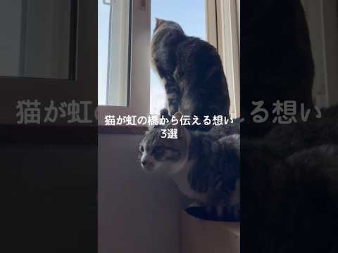 猫の動画サムネイル - 猫が虹の橋から伝える想い3選 #猫 #ねこ #猫動画 #猫のいる暮らし #ねこのいる生活 #保護猫 #猫好きさんと繋がりたい #猫のいる生活 #猫好き #猫との暮らし VOICEVOX:ずんだもん