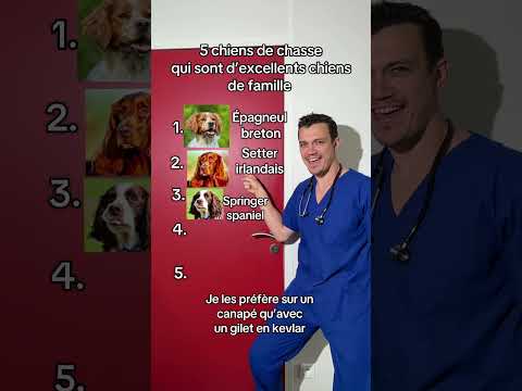 Top 5 chiens de chasse #chien #dog #chasse #top #top5