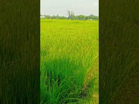 #viral #nature #agriculture #trending #telugu #farming #farmer #famous #ap #automobile #life #share