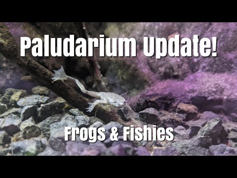 It's ALIVE! Update on my Paludarium! Hello and Welcome back to the Aquatic Ma channel! 

Today's video is a look at the new members of my