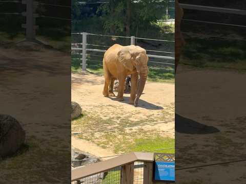 Elephants in Baltimore maryland Zoo 🐘🐘