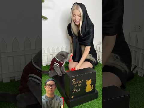 Mẹ đi tìm bạn mới cho mèo cưng #trendingshorts #trendingvideo #shorts #shortsviral #viralshorts
