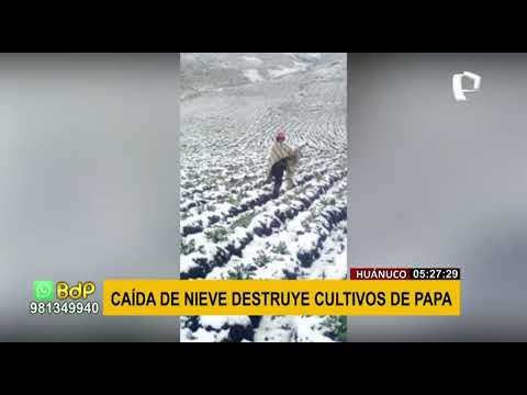 Huánuco: Intensa nevada afectó varias hectáreas de cultivo de papa nativa