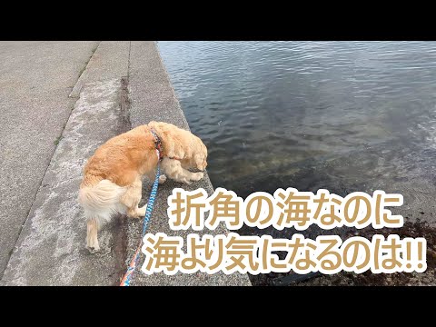 折角の海なのに犬なんで海より気になるのは。ゴールデンレトリバーティト サムネイル