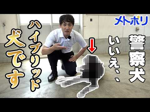 【警察犬】ハイブリッド犬？何それ！？【メトポリ】