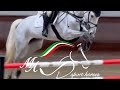 Show jumping horse Very nice and brave 4yo gelding GERONIMO ( GASPAHR X CANDILLO Z)