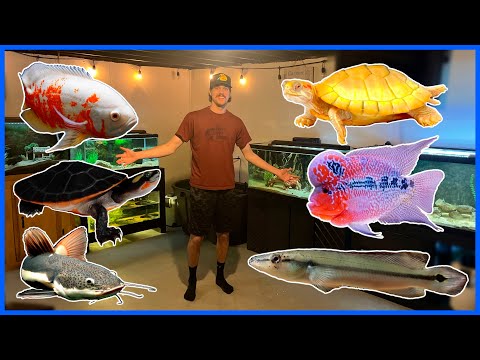 Feeding All My Pets! (Basement Fish Room Tour) In this video, I give a tour of my basement fish room & feed all of my pets! Thanks for watching, & 