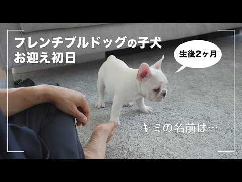 【お迎え初日】フレンチブルドッグの子犬(生後2ヶ月の赤ちゃん)が家族になった日