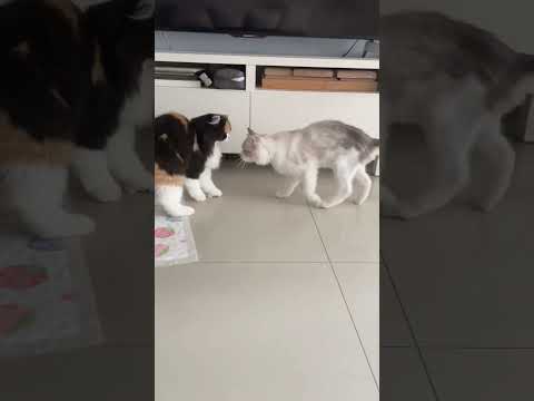 Performance 💞💞 #shorts #shortsfeed #trendingshorts #performance