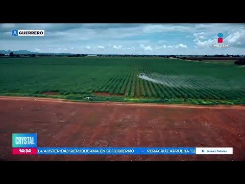 Proponen utilizar drones en el cultivo de mago en Guerrero | Noticias con Crystal Mendivil