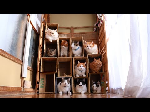 猫の動画サムネイル - 12部屋の段ボールねこアパート　250501