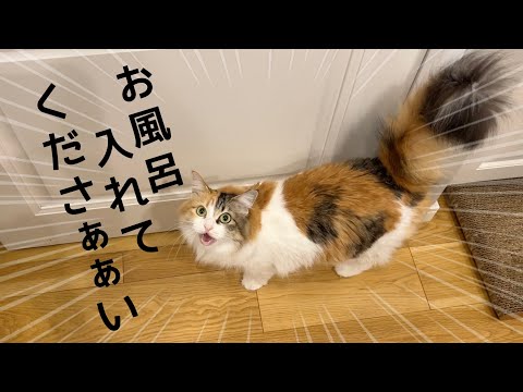 いつも通りお風呂入れてアピールする猫に悲劇が起きました…