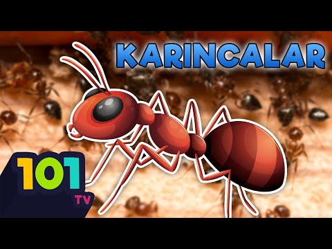 Önemli Olan Boyu Değil İşlevi, Karınca Evrimi | Hayvan 101