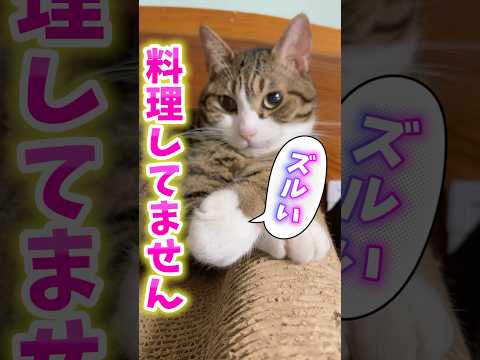 球太ちゃんがネコソギ泥棒した姿を楽しもう サムネイル