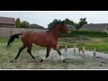 Dressage horse Nieuwe foto's! Talentvolle 2,5 jarige Iconic ruin met veel uitstraling