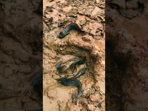 Hand fishing in Hole #shorts #amazingfishing