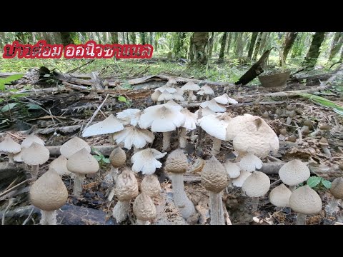 🍄เห็ดปลวกหัวดำโพนนี้มีแต่ดอกส