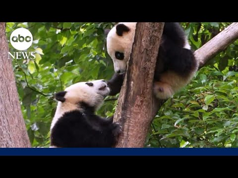 Panda diplomats make buzzy debut at San Diego Zoo