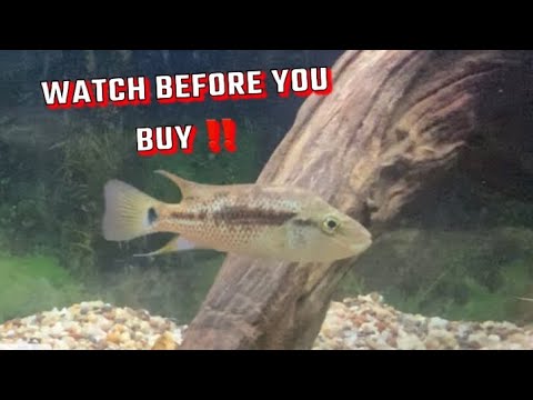 Watch Before You Buy The Grammodes Cichlid(Mini Do 