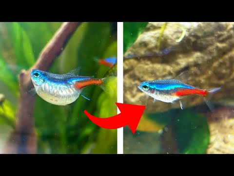 this fish was always 2 steps ahead (neoncado) | Fi ►► JOIN the Fishkeeping Discord & SUBMIT your Fish Tank https_//bit.ly/3z05bpC
🙏 Thank you fo