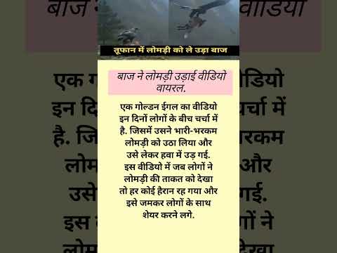 बाज ने लोमड़ी उड़ाई, वीडियो वायरल.#trending #shortnews