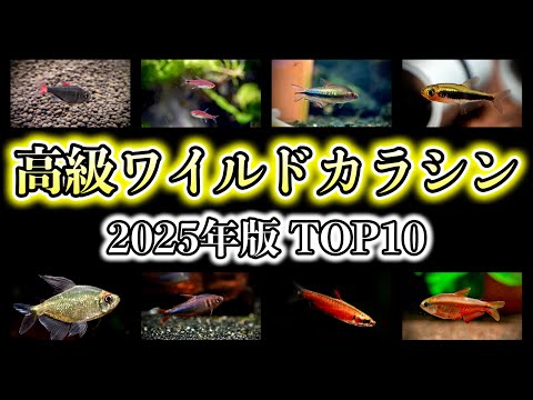 【2025年版】アクアリスト必見！高級すぎるワイルドカラシンTOP10【アクアリウム 淡水魚】