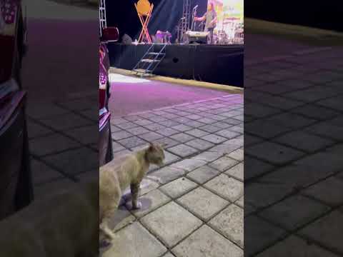 Kucing Bapao Mau Nonton Konser. #cat #nizamkucinglucu #cute #貓咪日常 #funny #imut #pets #貓 #shorts