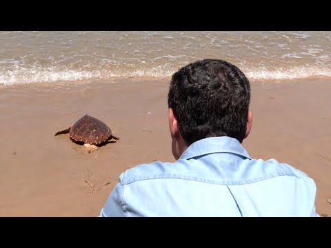 Moreno subraya su compromiso con la conservación de especies amenazadas en suelta de tortuga