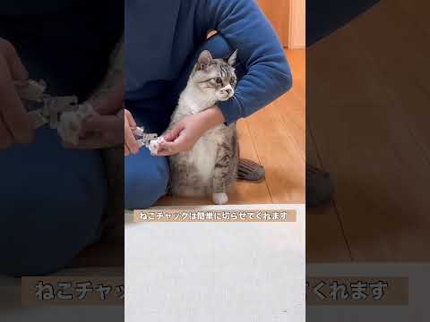 爪切りと猫 #猫 #cat #ねこチャックの日常 #保護猫 #猫のいる暮らし #猫動画 #ねこ #猫好きさんと繋がりたい