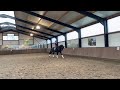 Cheval de dressage Beautiful black gelding for sale with super character