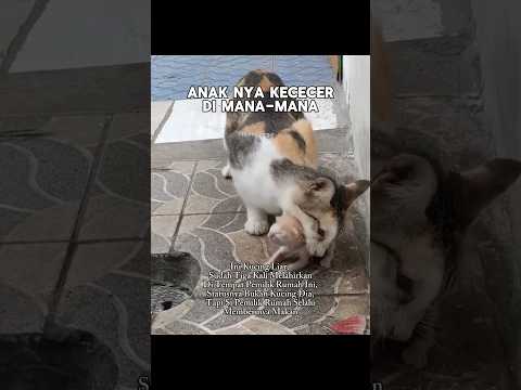 Sudah Tiga Kali Melahirkan #shorts #cat #kucing #catlovers #animals #kitten