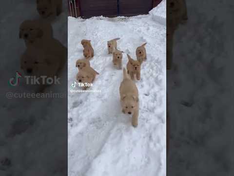 A heartwarming run😍 #baby #cute #cuteanimal #pets #cutedog #shorts #cutepuppy #puppy #animals