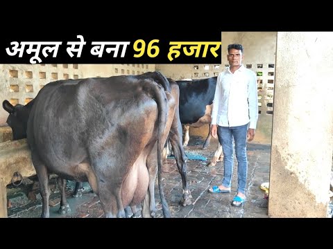 अपने छोटे से Dairy Farm से बहुत खुश हूँ | Dairy Farm