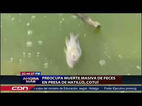 Preocupa muerte masiva de peses en presa de Hatillo, Cotuí