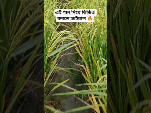 এই গান দিয়ে ভিডিও করলে ভাইরাল।🔥🔥।5000 subscribe hoba #respect #music #varal #ধান #trending