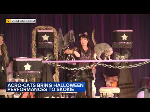 'The Amazin Acro-Cats' performing in Skokie