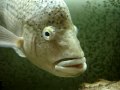 thewatersnake