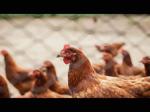 Se reporta primer caso de influenza aviar en el país