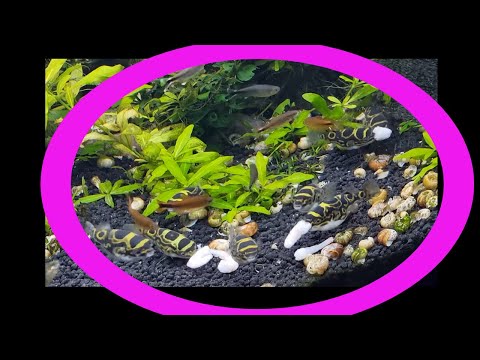 Feeding Shrimp To 10 Figure Eight Puffers Aquarium This is the AFTER video, from the Neglected Uncut Fishroom Tour! How To Care For Tetraodon Biocellat
