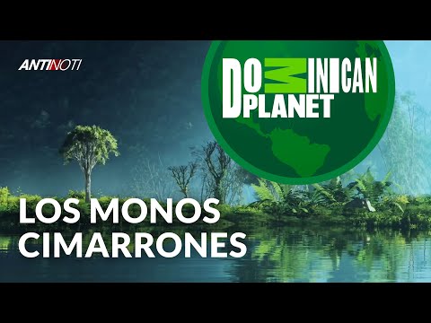 Los Monos Cimarrones [Dominican Planet] | Antinoti